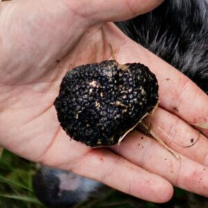 Burgundertrüffel (tuber uncinatum)