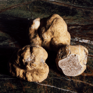 Albatrüffel (tuber magnatum)